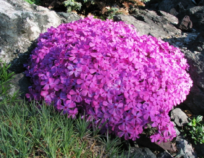 Plamenka šídlovitá  ´Mc Daniels Cushion´