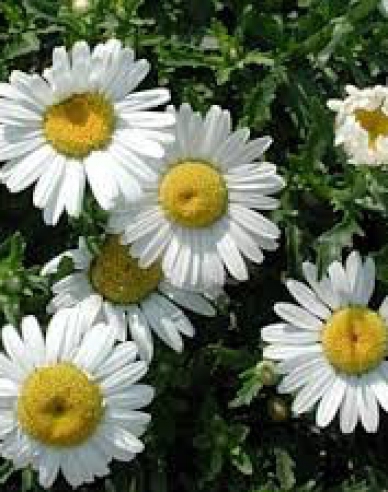 Kopretina bílá May Queen