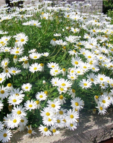 Kopretina bílá May Queen