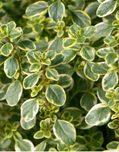 Citronový tymián Lemon Variegata