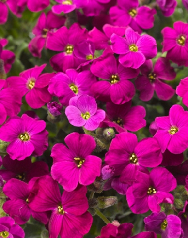 Tařička ´Audrey Red´