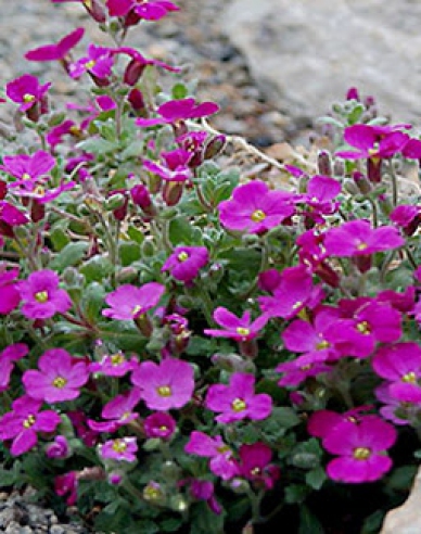 Tařička ´Audrey Red´