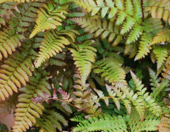 Kapradina Prolifica