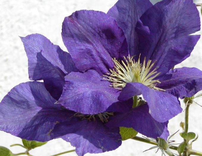 Clematis ´The President´