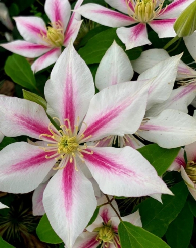 Clematis ´Andromeda´