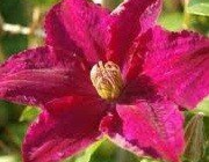 Clematis ´Syrena´
