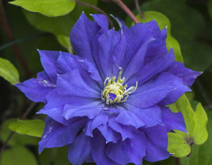 Clematis Copernicus