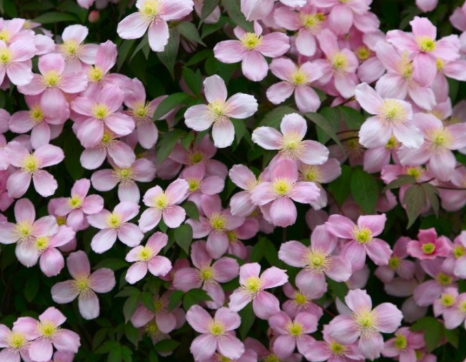 Clematis ´Rubens´