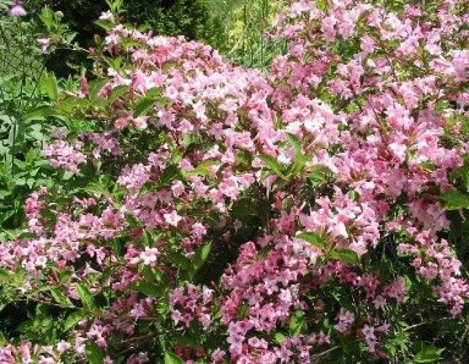 Vajgélie  Pink Princess