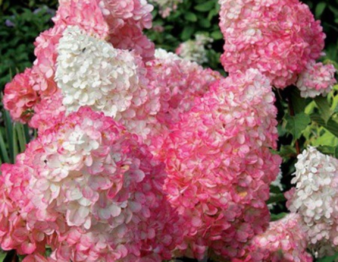 Hortenzie Pink Lady