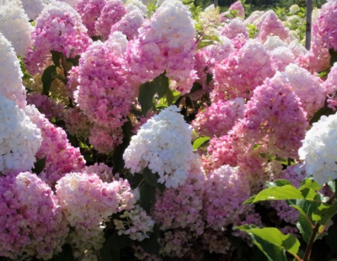 Hortenzie Pink Lady