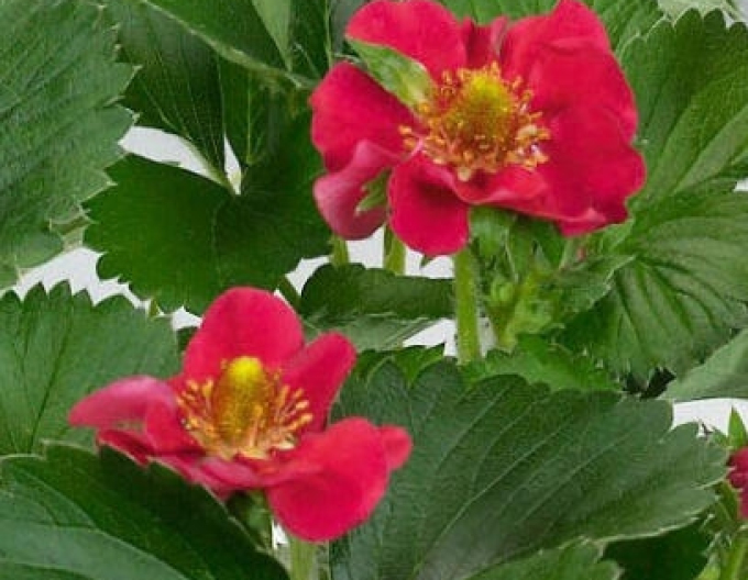 Jahoda ´Ariba Red´ trvalka