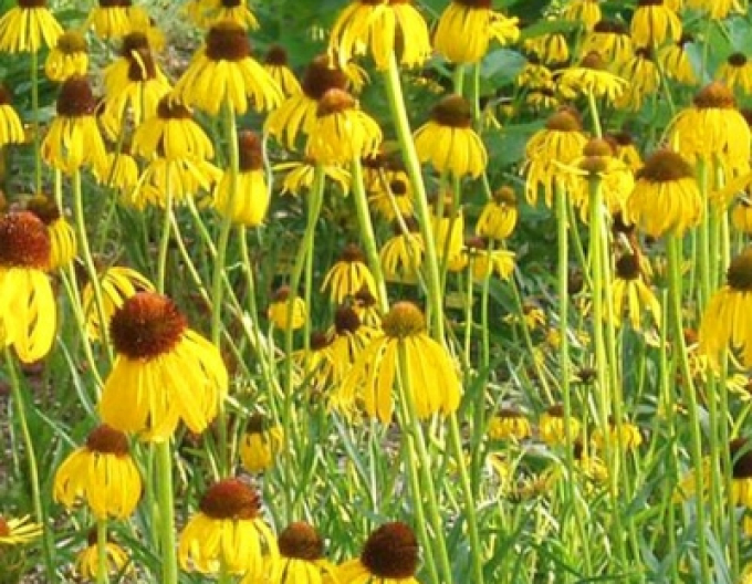 Echinacea ´Paradoxa´
