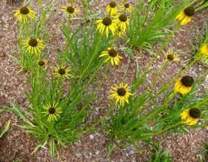 Echinacea ´Paradoxa´