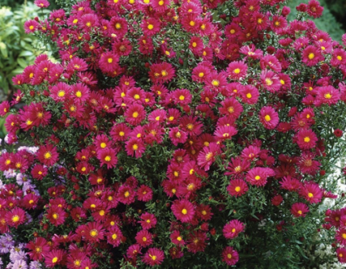 Astra novi-belgii´Crimson Brocade´