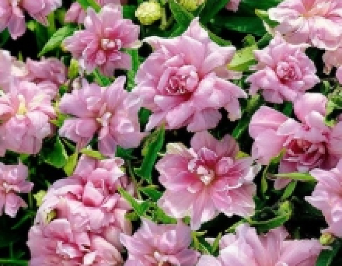 Břečťan Flore Pleno