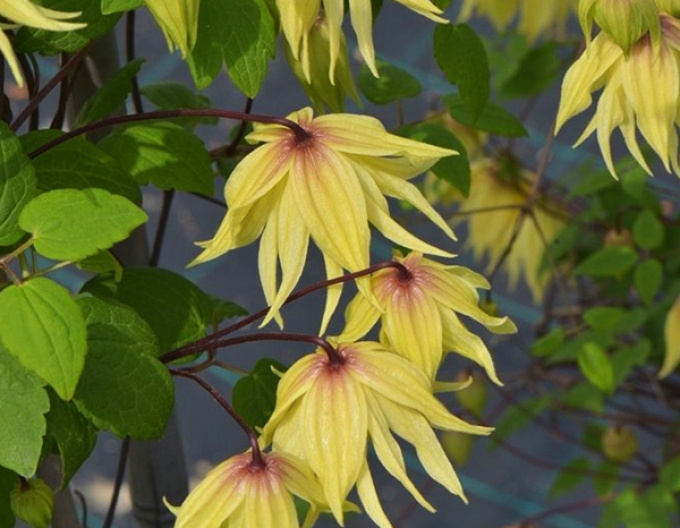 Clematis ´Golden Dream´