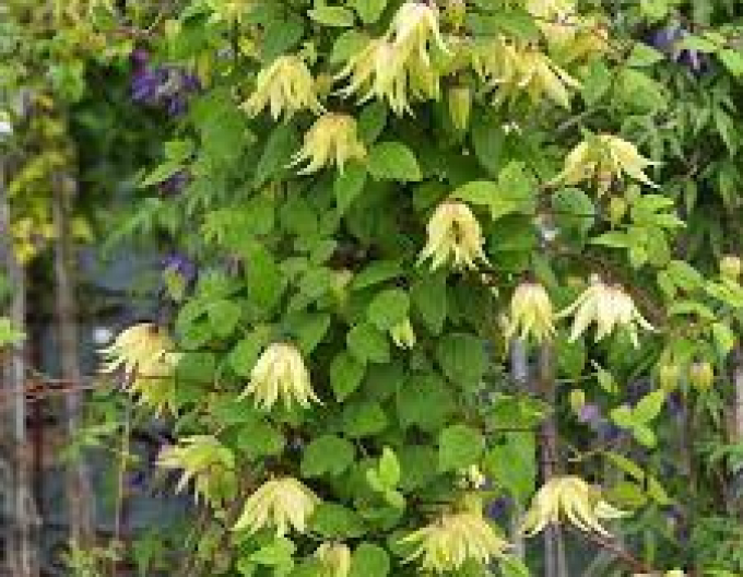 Clematis ´Golden Dream´