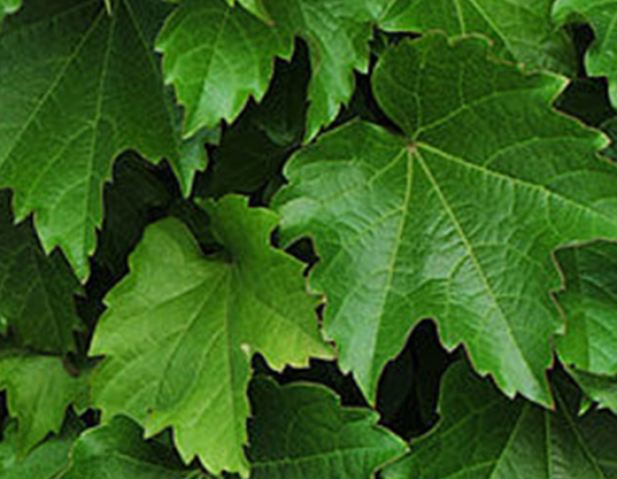 Pavinich trifoliate ´Diamond Mountains´
