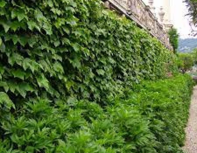 Pavinich trifoliate ´Diamond Mountains´