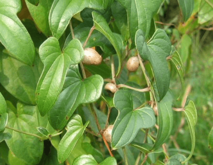Čínské brambory, čínský batát