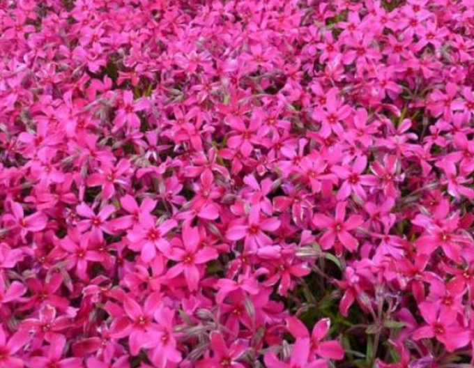 Plaménka ´Atropurpurea´