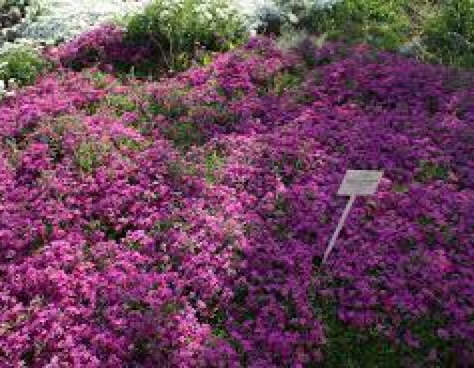 Plaménka ´Atropurpurea´