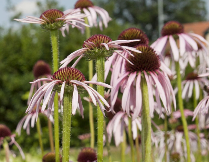 Echinacea ´Pallida´