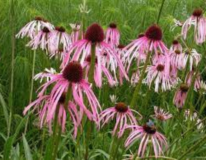 Echinacea ´Pallida´
