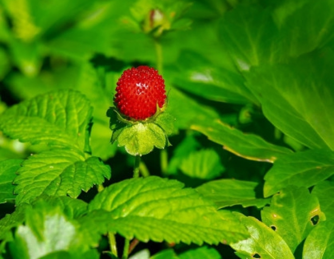 Strawberry ´Alexandria´