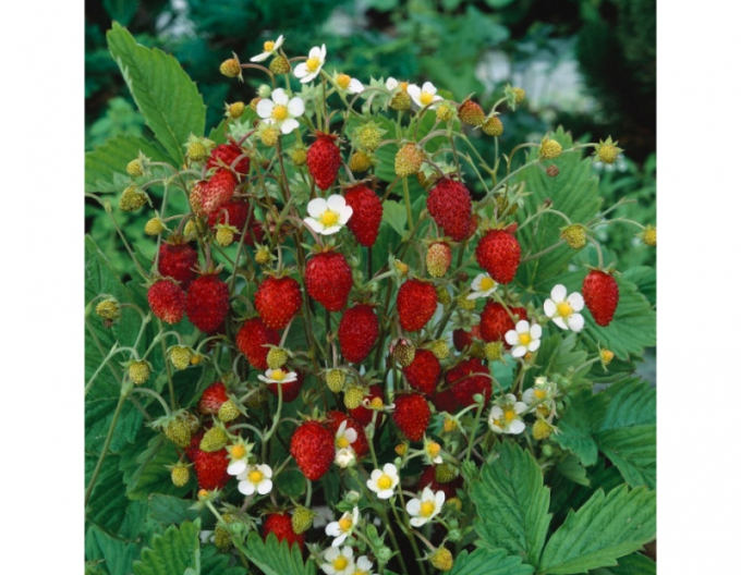 Strawberry ´Alexandria´