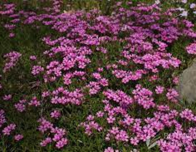 Flox ´Zwergenteppich´
