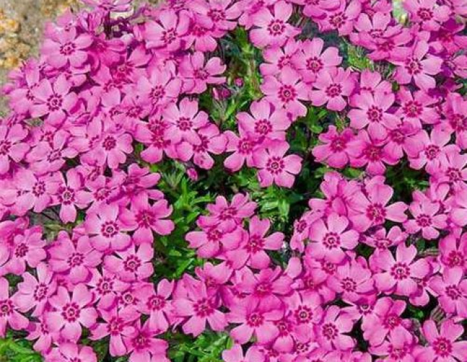 Flox ´Zwergenteppich´