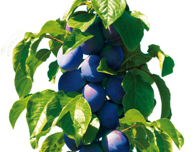 Sloupovitá švestka ´Fruca´, podn. Myrobalán, kont. 5l