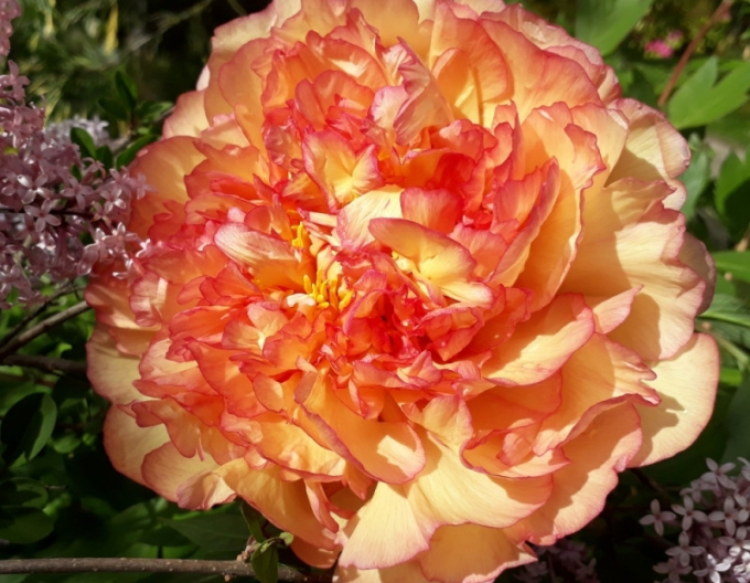 Keřová pivoňka - oranžová