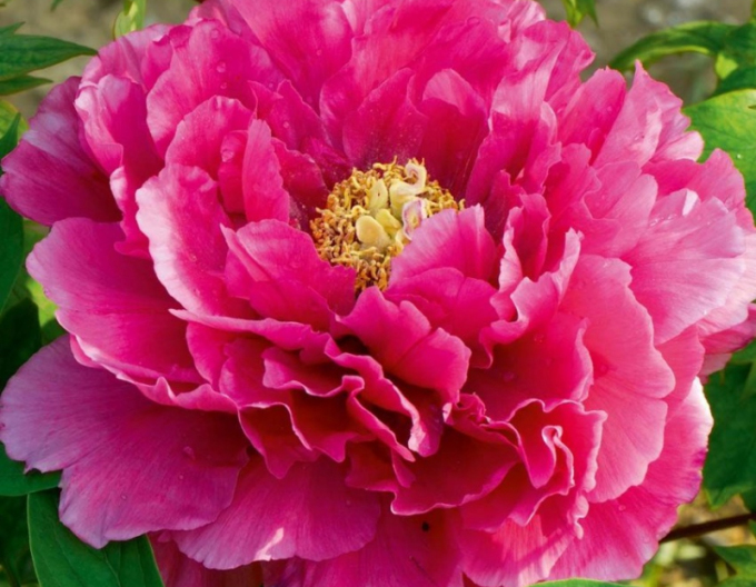 Pivoňka dřevitá - purpurová
