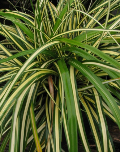 Ostřice  Aureovariegata