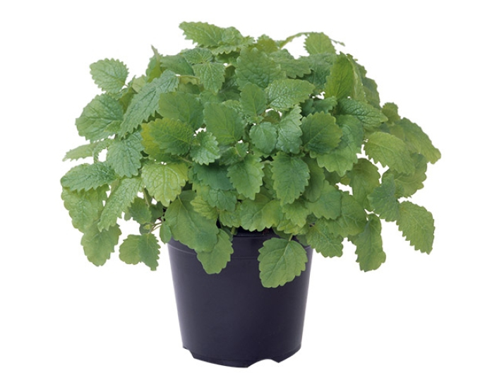 Basil Edwina