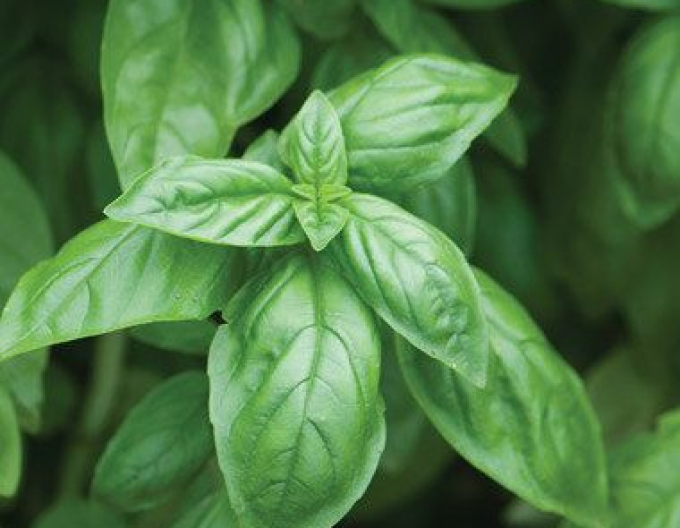 Basil Edwina