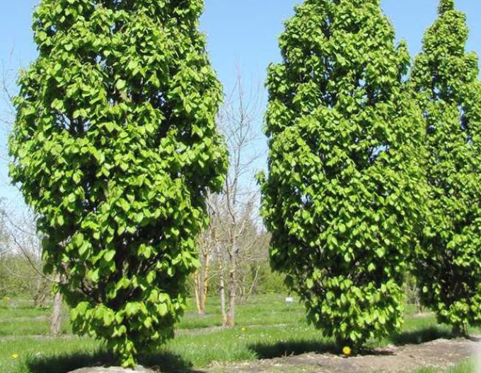 Vrabec Monumentalis