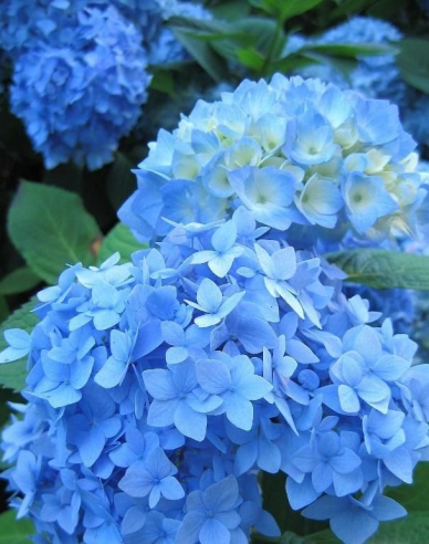 Hortenzie velkolistá Nikko Blue
