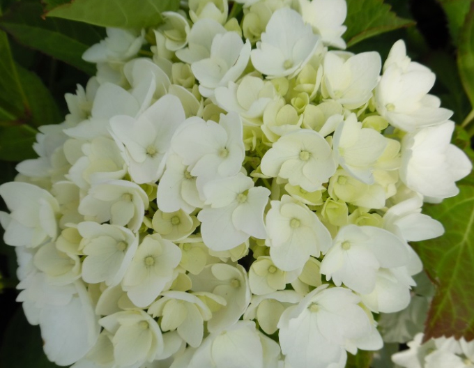 Hortenzie velkolistá Soeur Therese