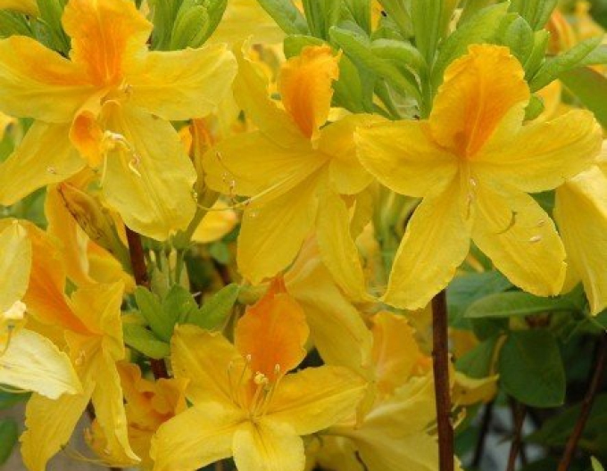 Azalea japonica Goldtopas