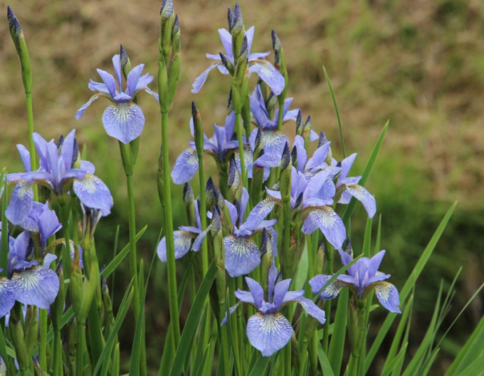 Iris Perrys Blue