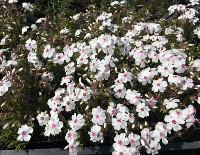 Flox Amazing Grace White with Eye