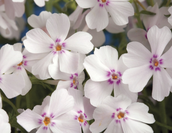 Flox Amazing Grace White with Eye