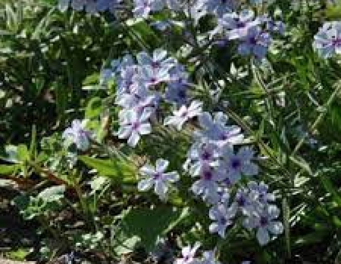 Wood Flox ´Chattahoochee´
