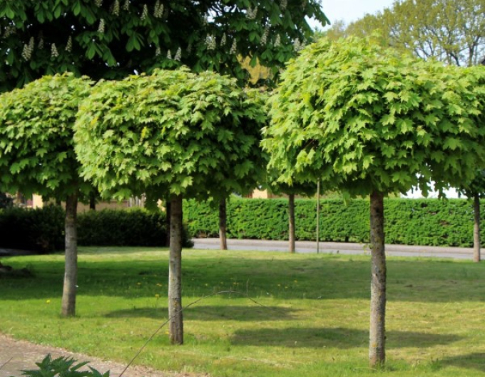 Javor mléč Globosum