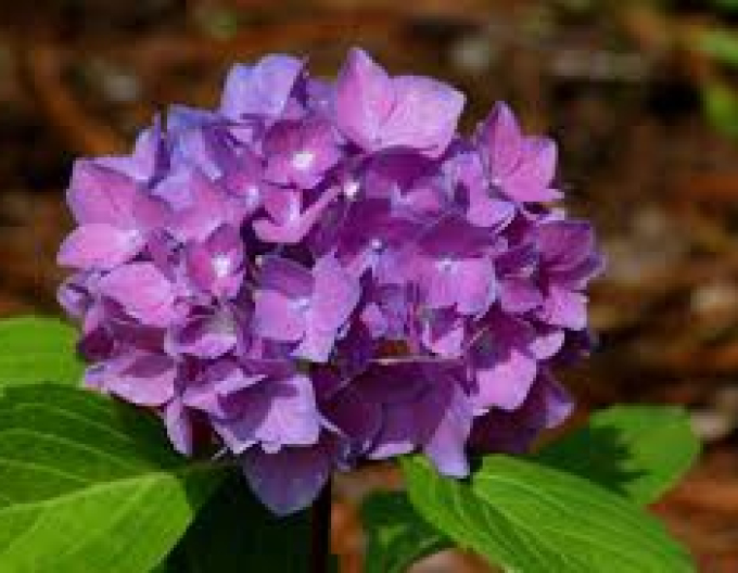 Hydrangea calinoides Baladia Purple