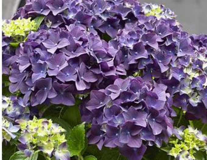 Hydrangea calinoides Baladia Purple
